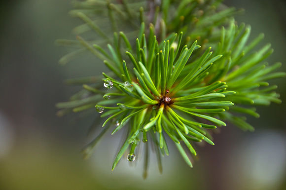 Morning Dew on the Evergreens
