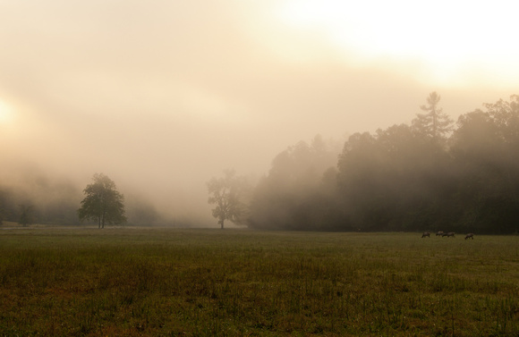 Fog in the Meadows